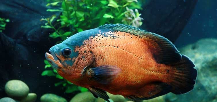 Can Cichlids Eat Goldfish Food