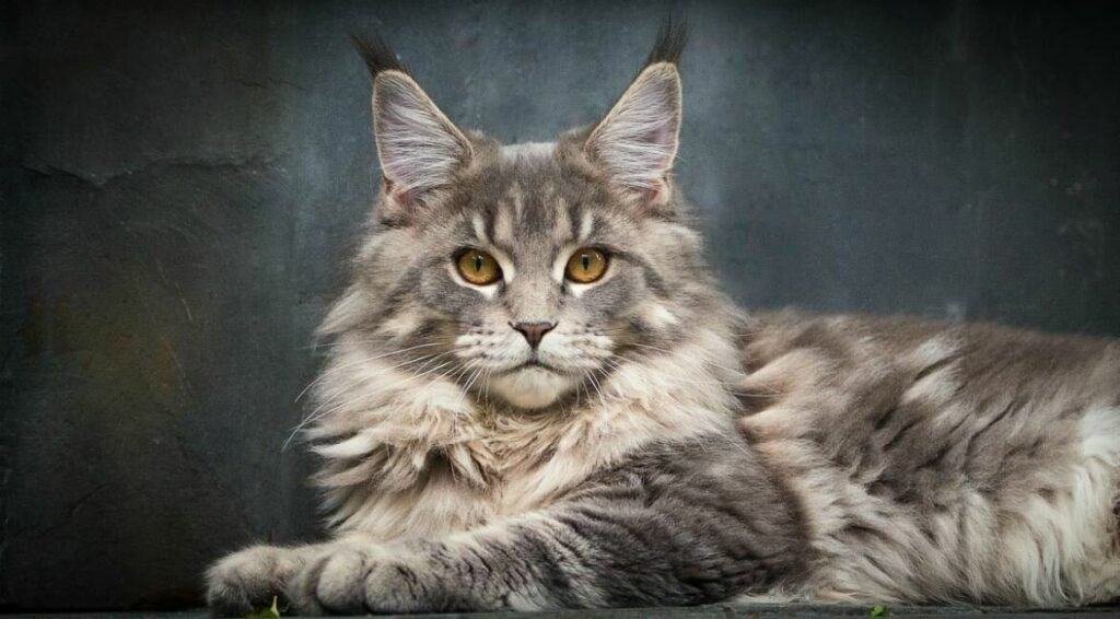 Male Maine Coon Cat Names