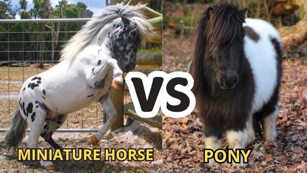 Miniature Horse vs Pony