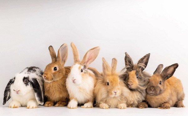 Most Popular Rabbit Breeds