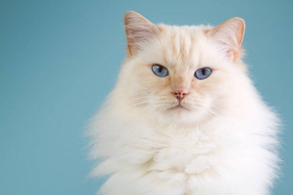 white ragdoll cat with blue eyes