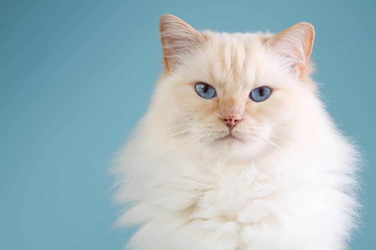 white ragdoll cat with blue eyes