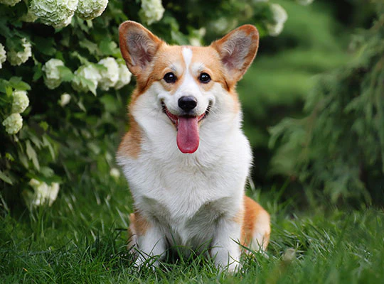 Australian Shepherd Pembroke Welsh Corgi Mix