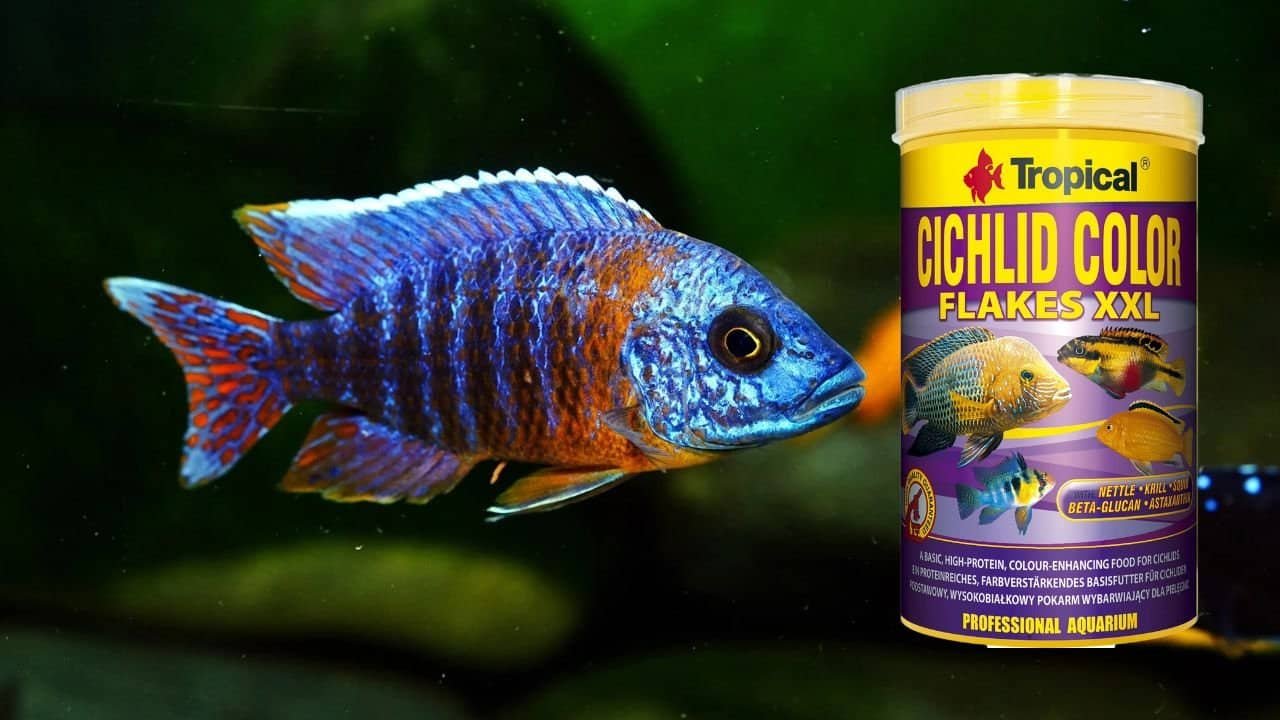 Can Cichlids Eat Tropical Flakes