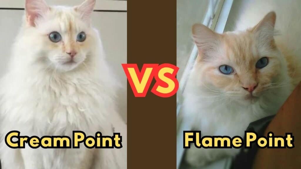 cream point vs flame point ragdoll