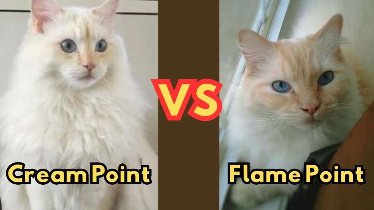 cream point vs flame point ragdoll