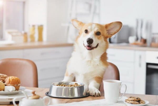 Foods Not Allowed for Pembroke Welsh Corgi