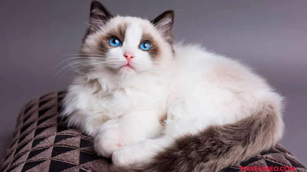 How Much is a Ragdoll Cat Cost