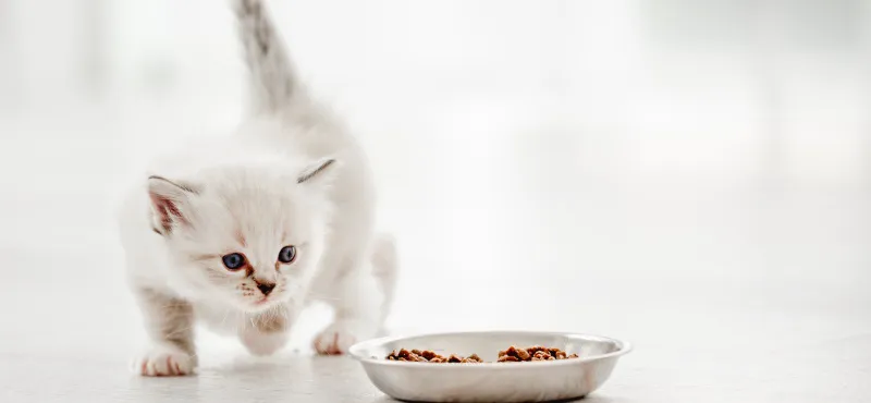 how to feed ragdoll kitten