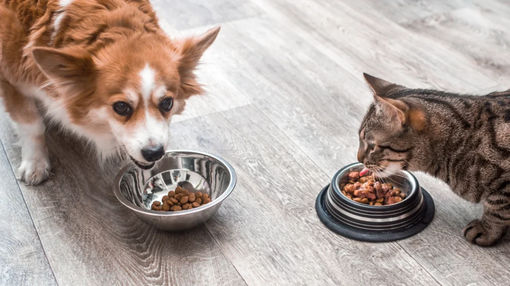 keep dogs out of cat food