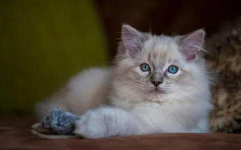 how to raise a ragdoll kitten