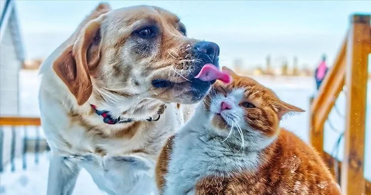 stop dog aggression towards cats