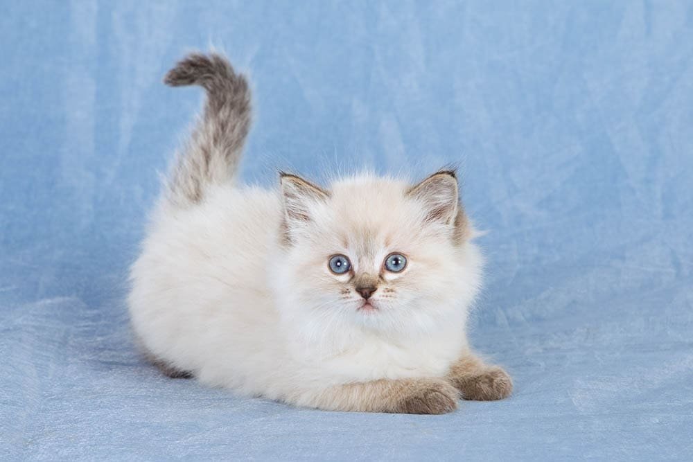 how to train ragdoll kitten