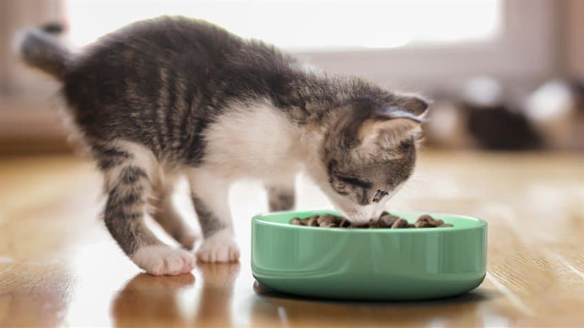 Kitten Food for Growth