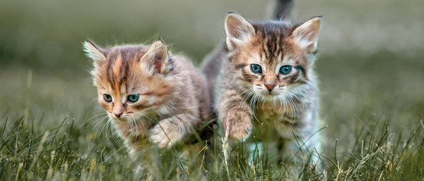 Kitten Growth Phases