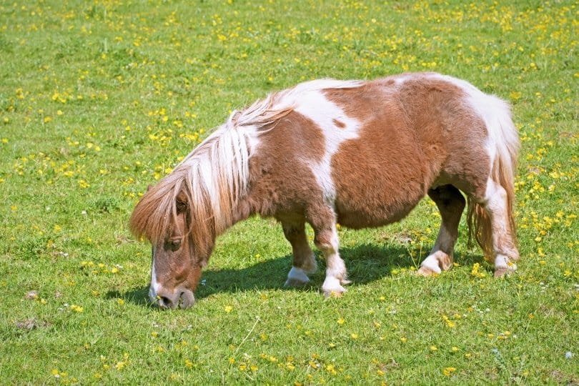 Miniature Horse Lifespan