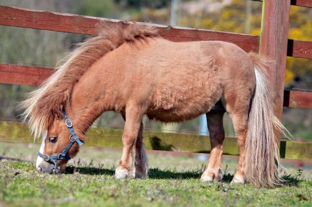 Miniature Horse Names