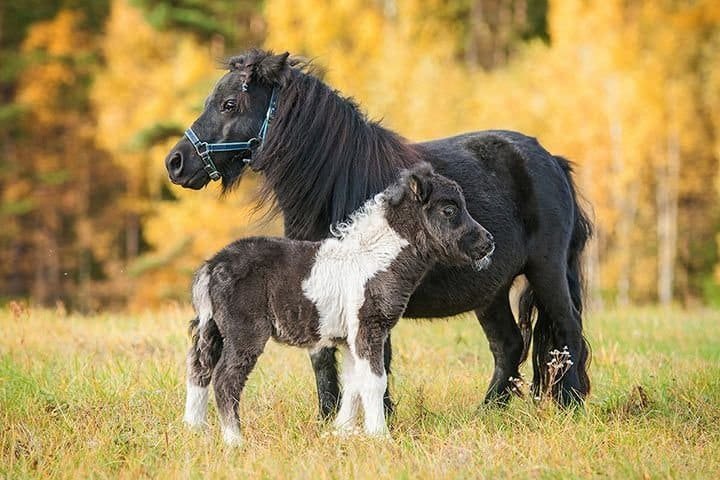 Miniature Horse Shetland Pony