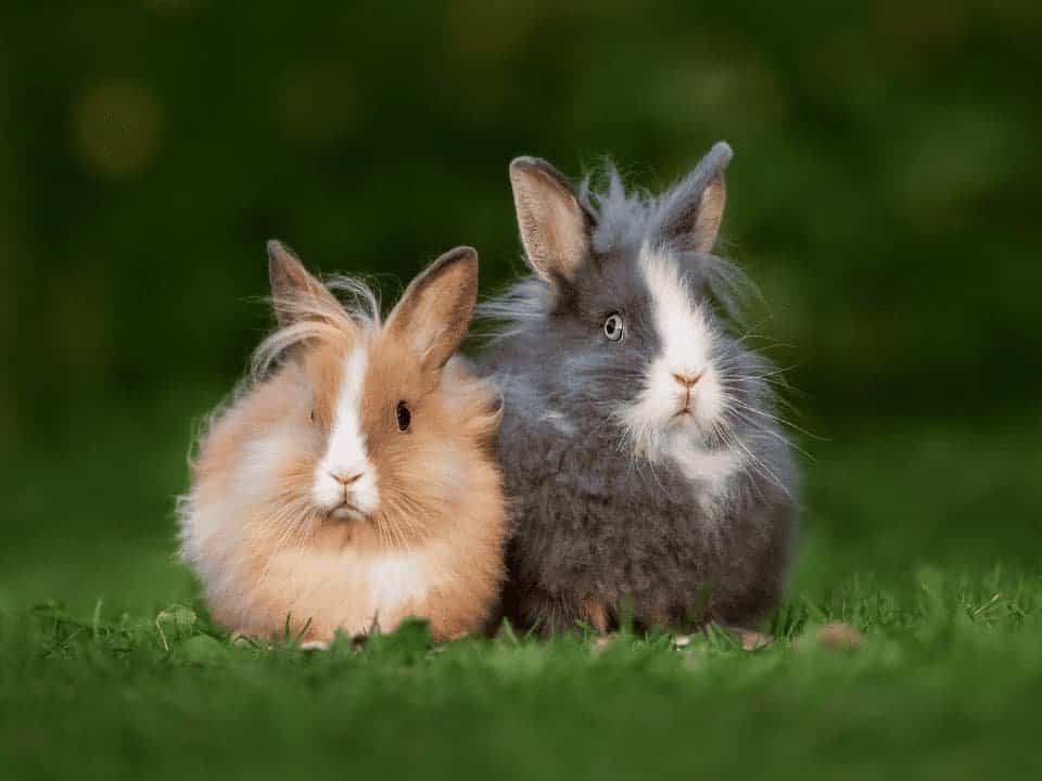 netherland dwarf lionhead mix rabbit cost