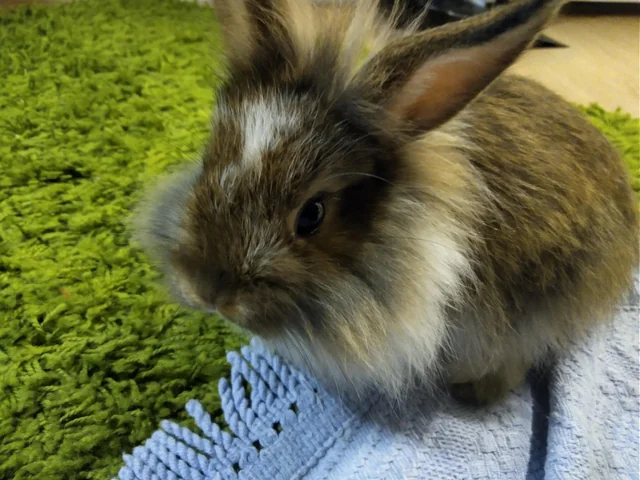 Netherland Dwarf Lionhead Mix Rabbits