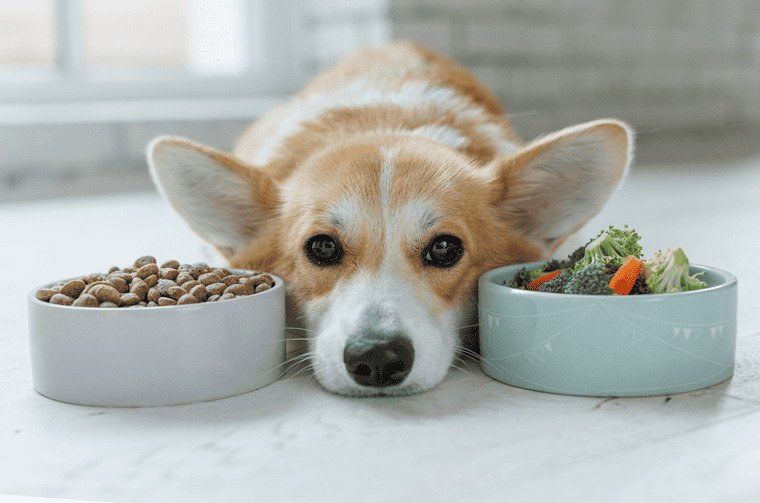 Homemade Food for Pembroke Welsh Corgi Puppy