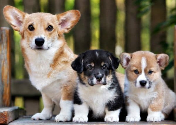 Pembroke Welsh Corgi Puppy Cost