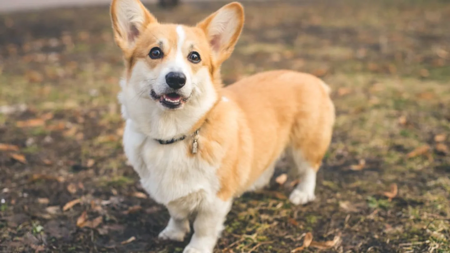Pembroke Welsh Corgi Rare Color