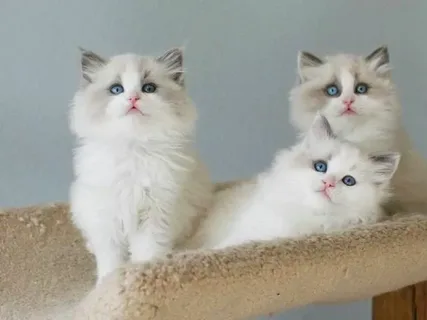 ragdoll kitten cost