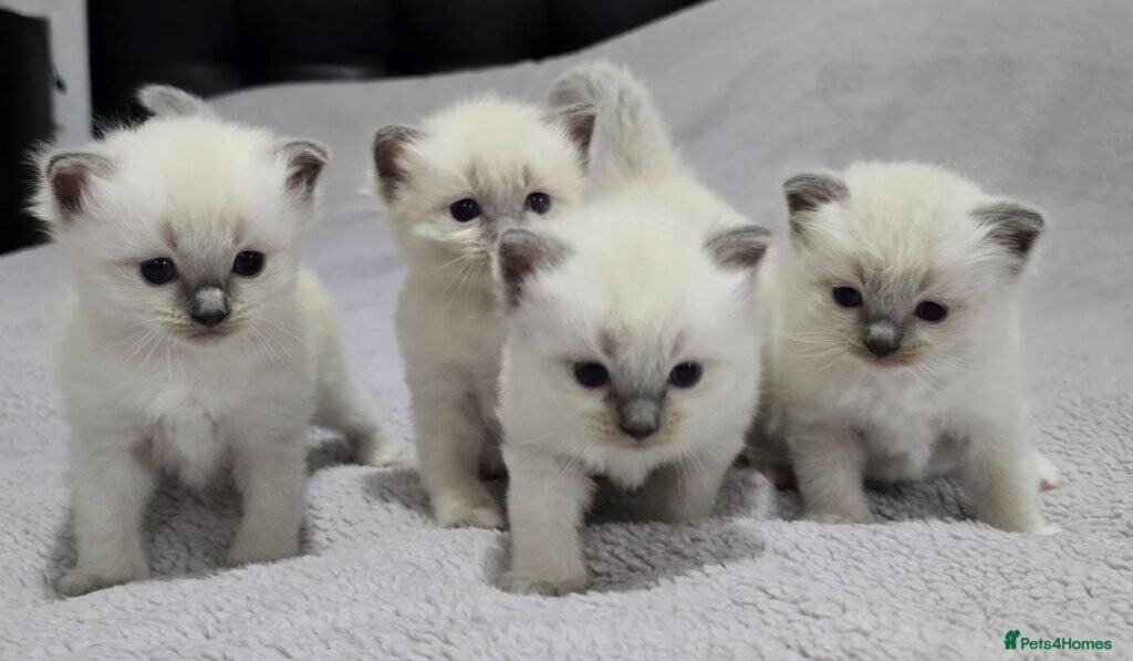 Ragdoll Kittens