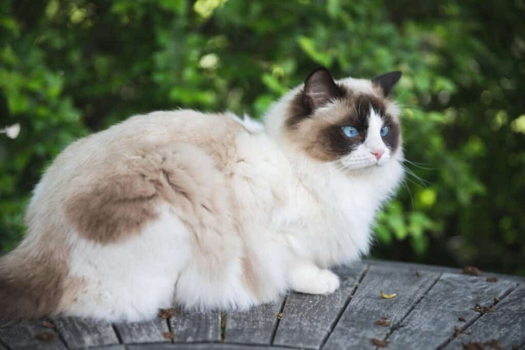 why are ragdoll cats so expensive