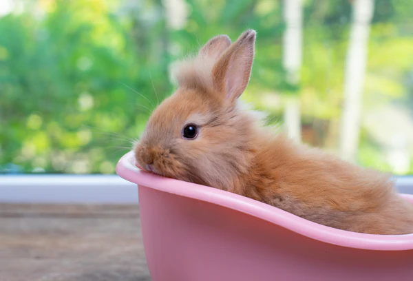 can you give a bunny rabbit a bath