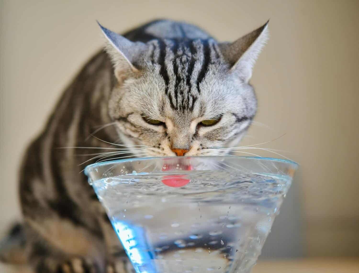 cat drinking a lot of water and meowing