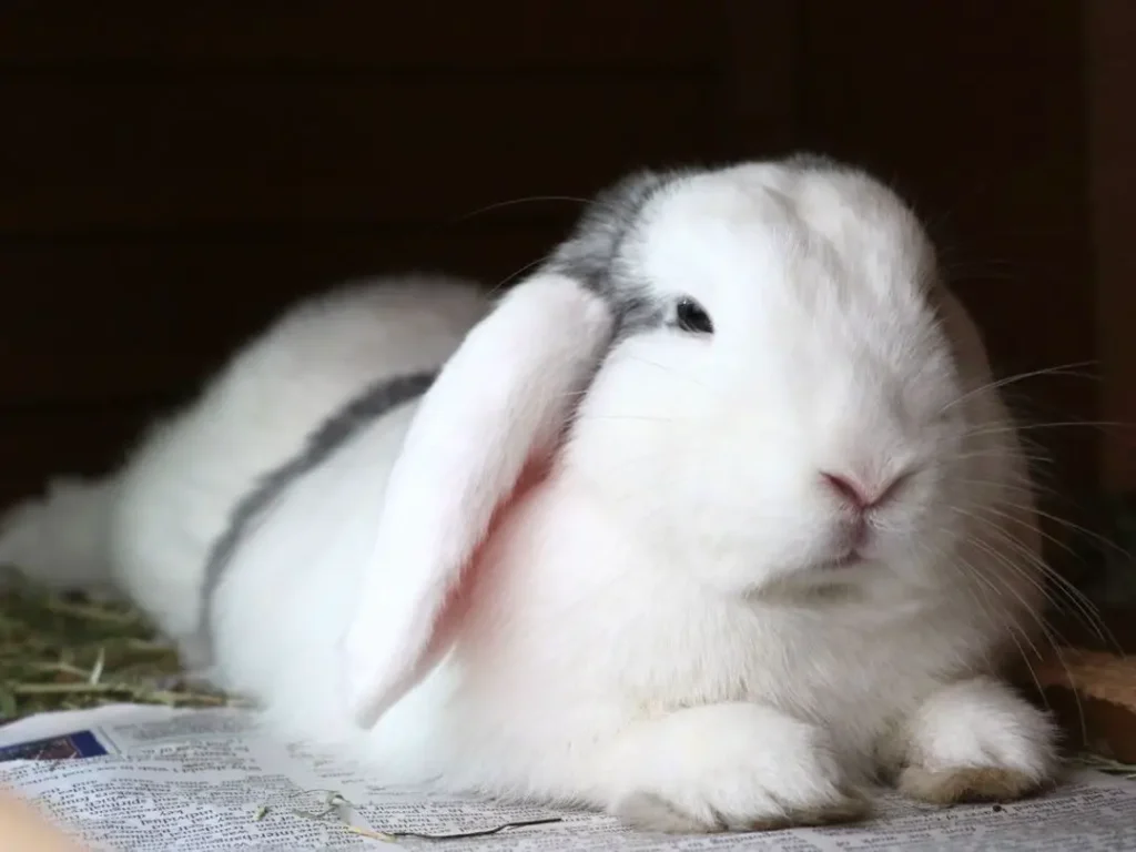 do rabbits sleep with their eyes open