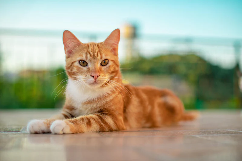 how much are ginger female cats worth