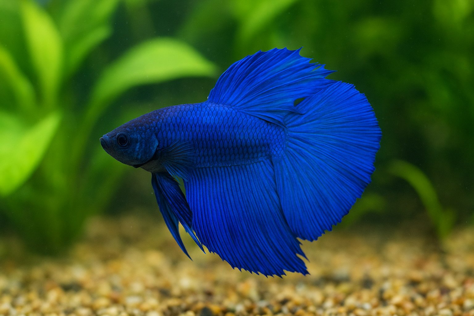 Blue Male Betta Fish Names