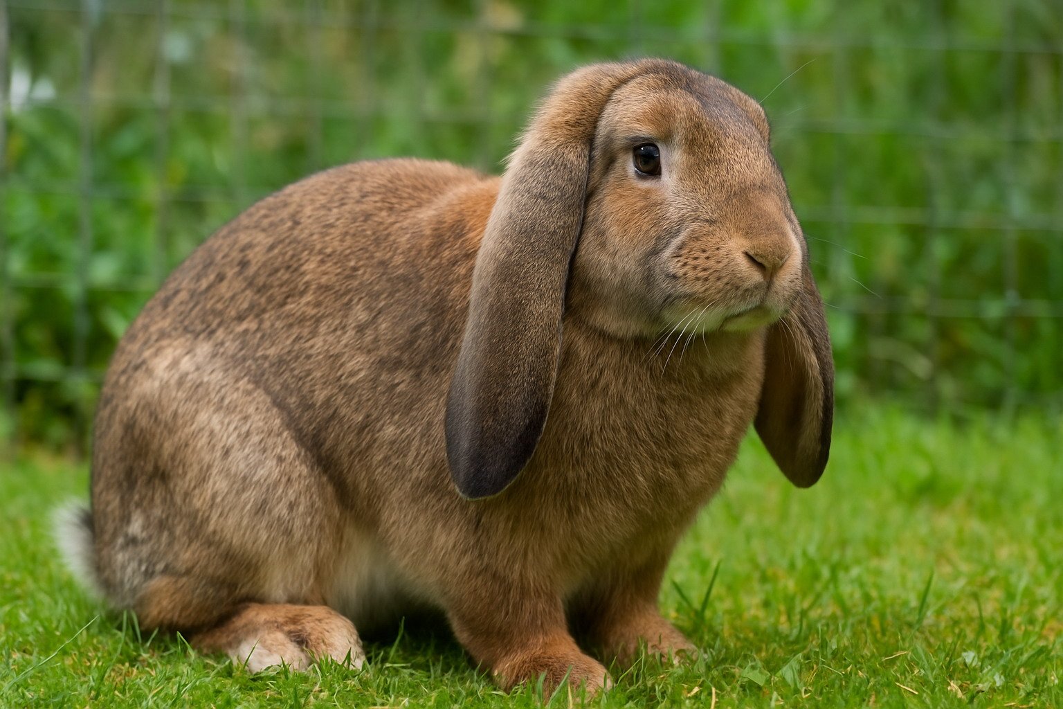 Giant French Lop Eared Rabbits for Sale