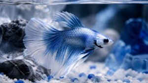 Japanese Ice Themed Male Betta Names