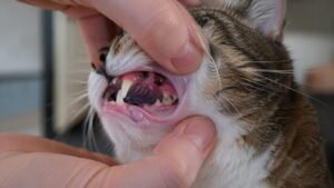 Signs of Infection After Cat Tooth Extraction