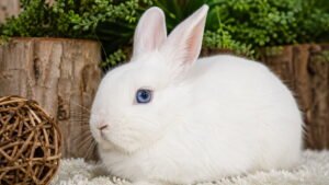 White Vienna Rabbit Blue Eyes