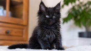 Black Maine Coon Kittens Boys Name Ideas