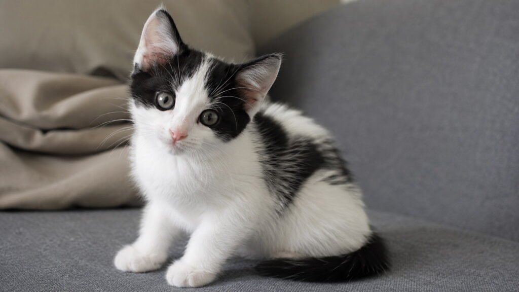 Black and White Boy Kitten Names With a Lot of White