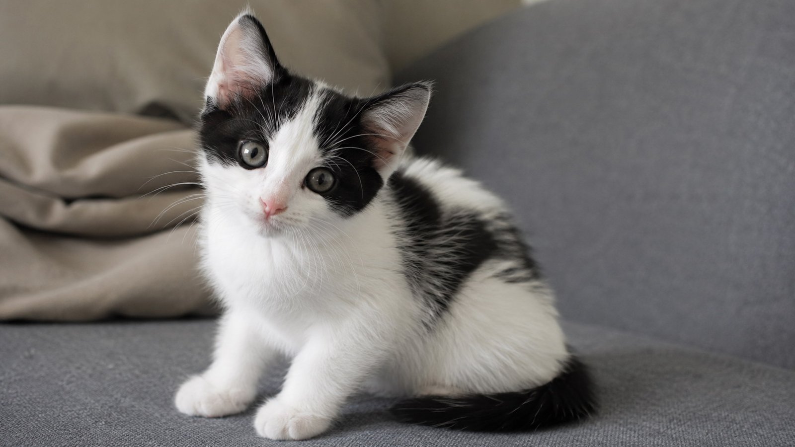 Black and White Boy Kitten Names With a Lot of White