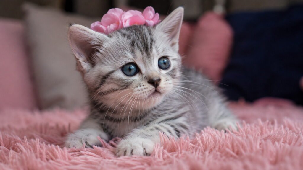 Cute Baby Cat Names for Girl Kittens