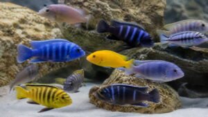 How Long Do African Cichlids Live