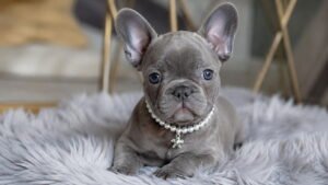 Best Puppy Names for Silver Mini Frenchie Female Pups