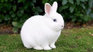 Blue Eyed White Polish Rabbit