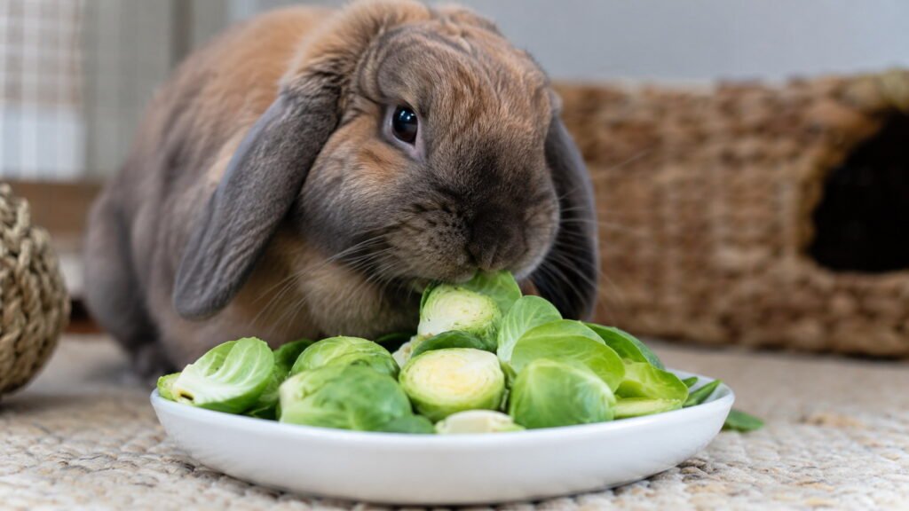 Can Rabbits Eat Brussels Sprouts