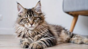 Female Muslim Maine Coon Cat Names