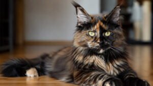 Female Tortie Maine Coon Names