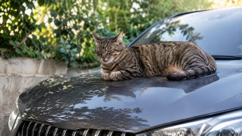 How to Keep Cats Off Your Car